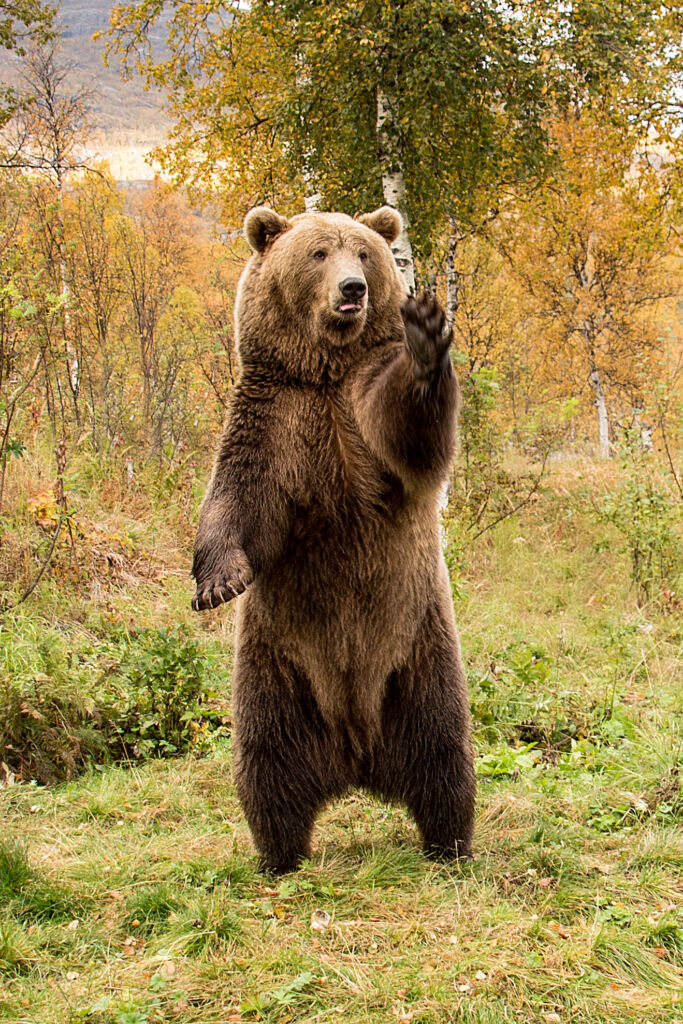 A European Brown bear, photograph by Emil Budahl