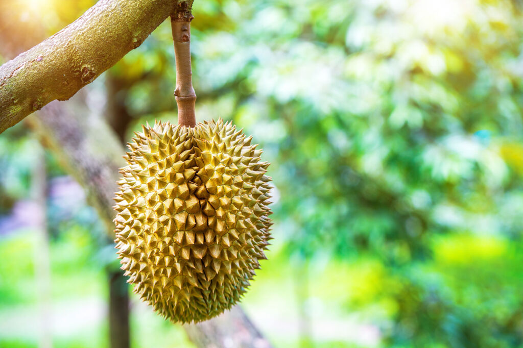 With Durian Fruit, Ignore its Unique Smell and Enjoy the Goodness