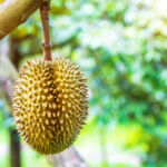 With Durian Fruit, Ignore its Unique Smell and Enjoy the Goodness