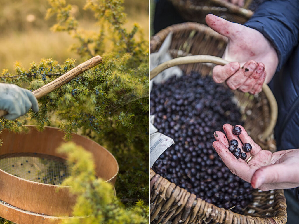 Two of the botanicals in the gin being picked by hand