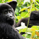 ToursByLocals will Take You Gorilla Trekking at Volcanoes National Park