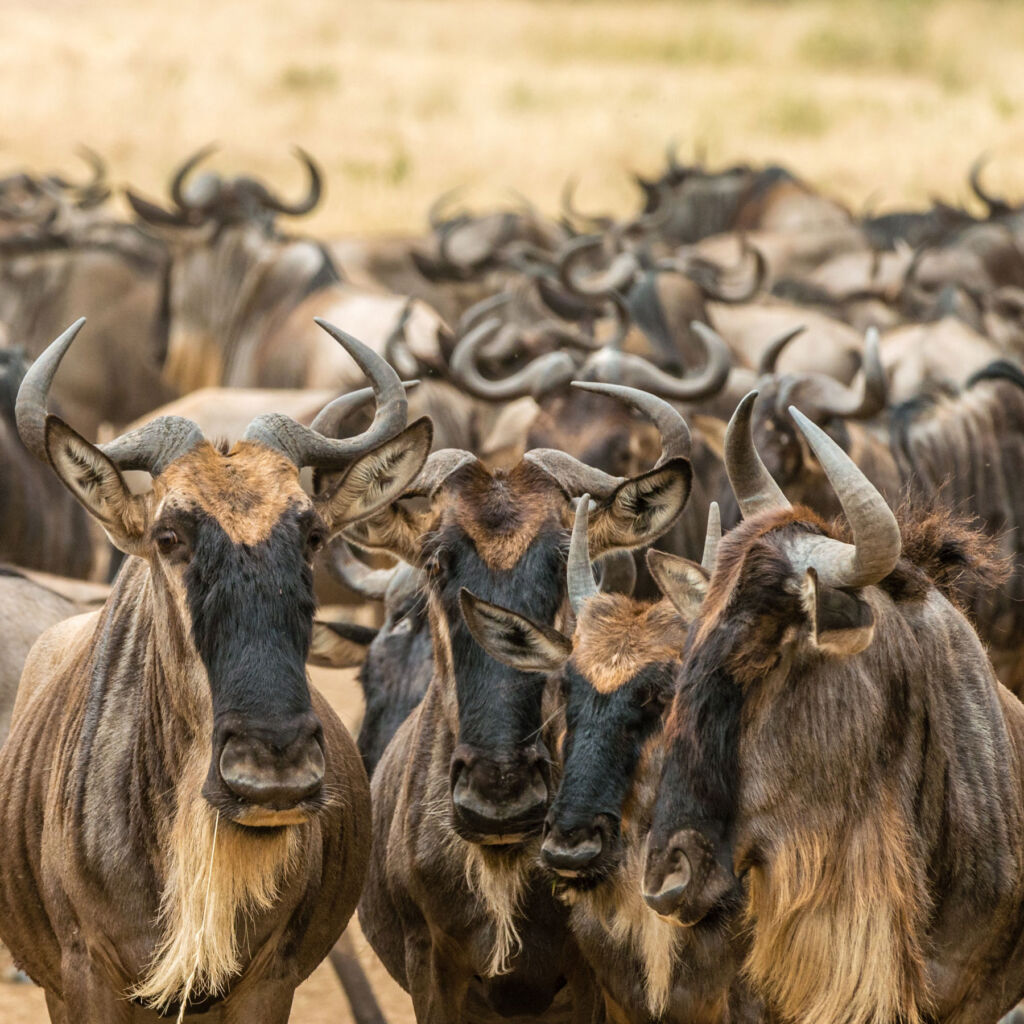 A herd of Wildebeest on the plains