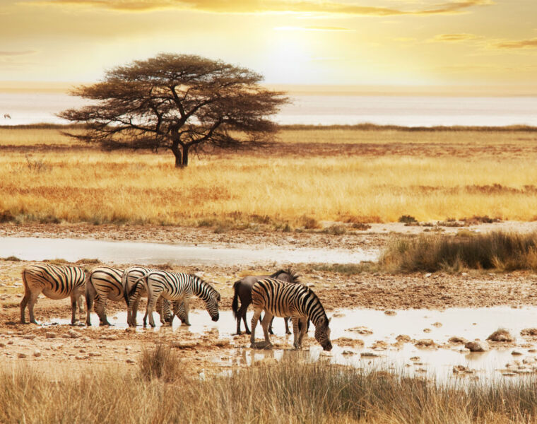 With Travel to Africa Bouncing Back, Here are Some Trips to Book Now for 2023