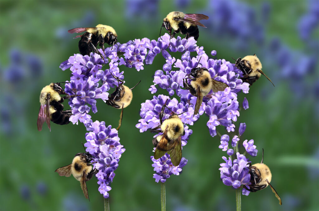 Bumble bees enjoying a Lavender plant