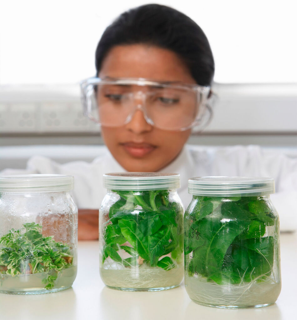 A researcher at a pharmaceutical company conducting experiments with plants