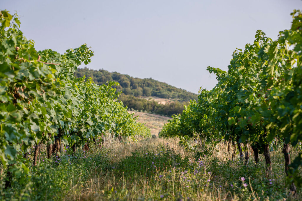 A view across the family-owned vineyard