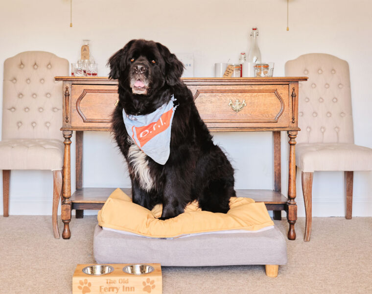 Alfie the Newfoundland Dog at The Old Ferry Inn