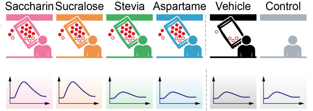 Graphs showing the effects of the artificial sweeteners