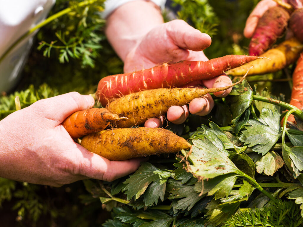 Root vegetables being held in the hand