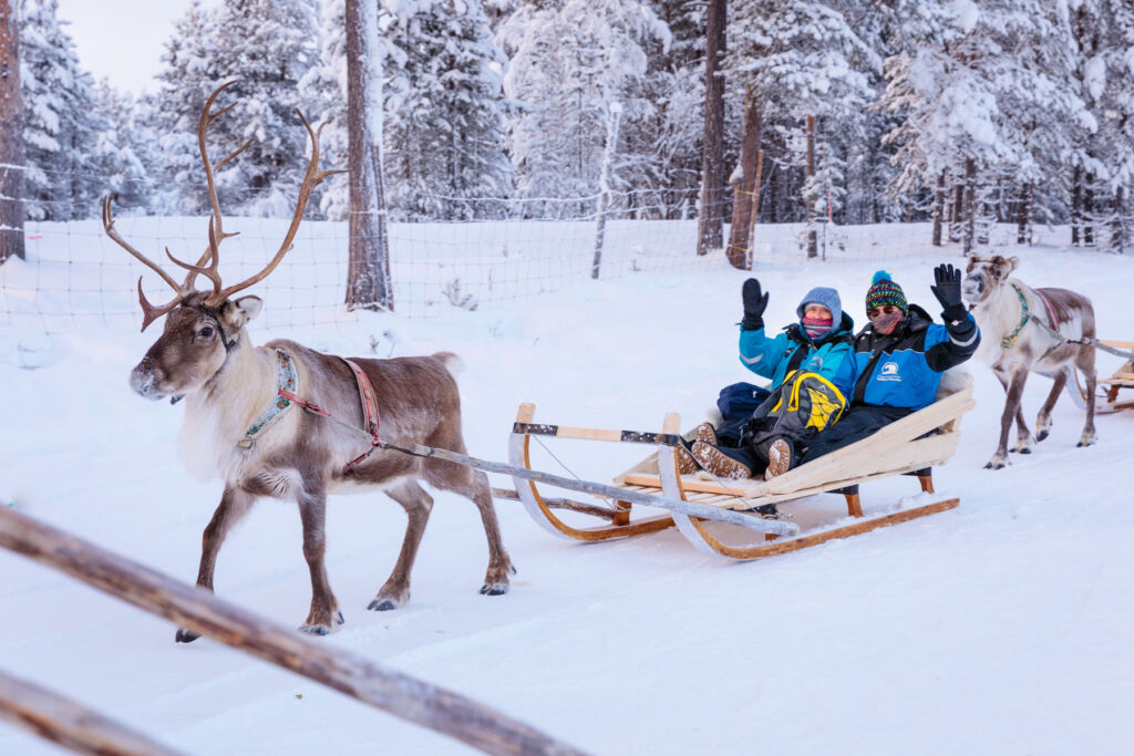 People enjoying sledding with reindeers