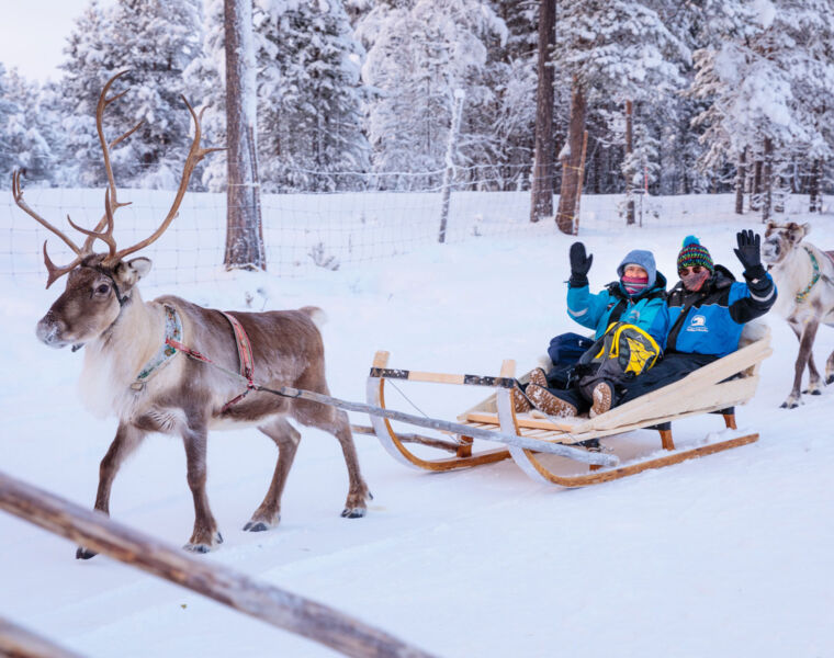 People enjoying sledding with reindeers