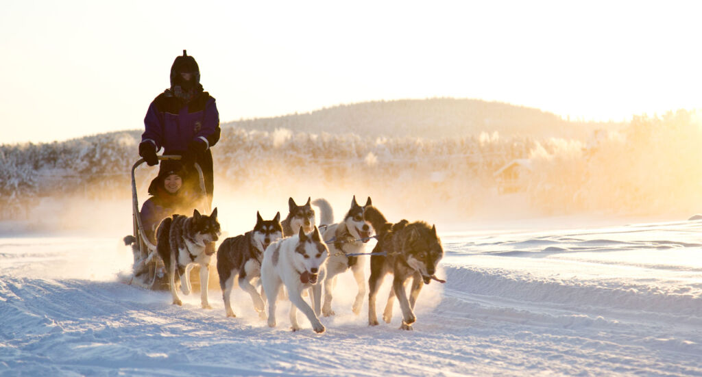 A man on a sled being pulled by dogs