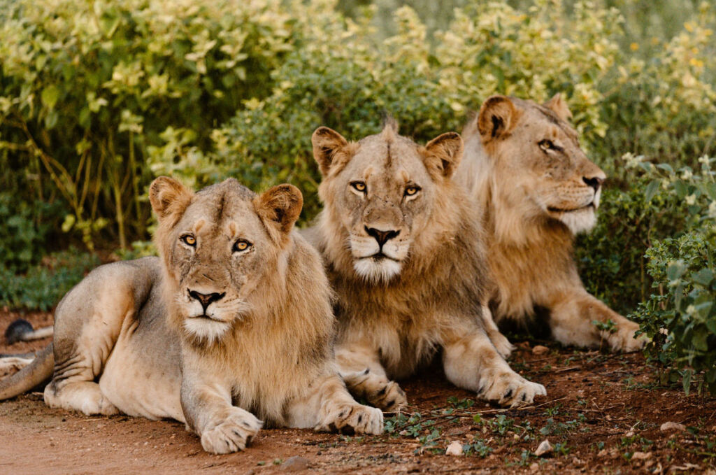 Three lions relaxing side by side