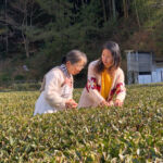 The Nukumorien Yururi organic tea farm