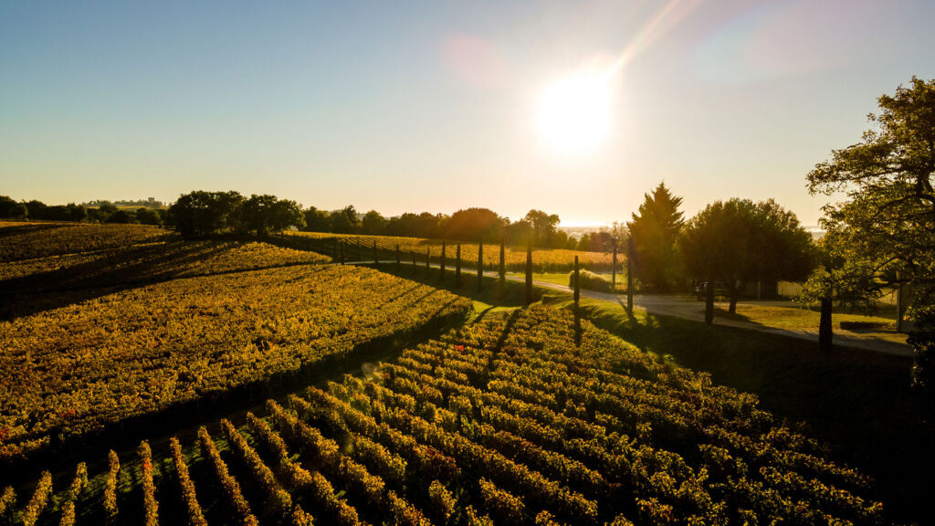 A view over the vineyard at sunset