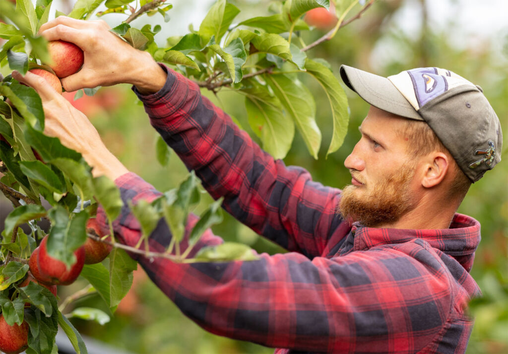 A young bearded man plucking and apple from a branch