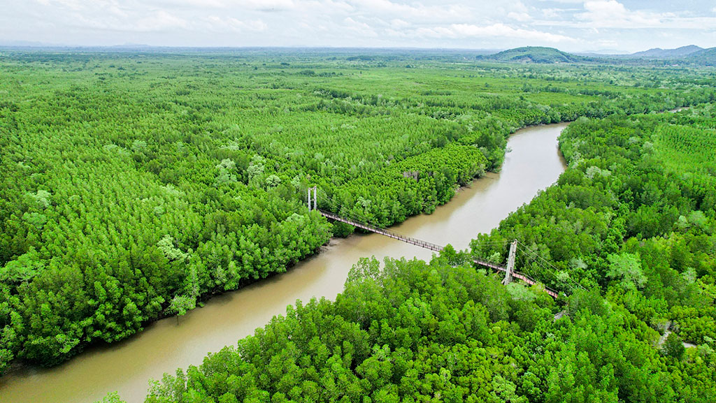 An aerial view of the Bang Phat mangrove forest