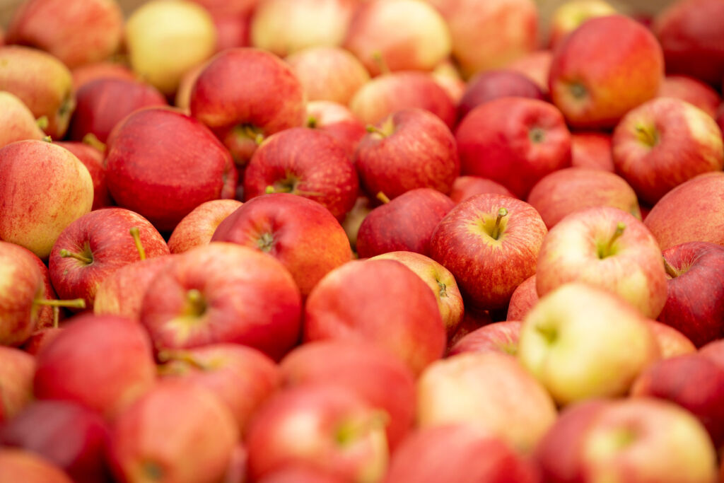 A mass of juicy red apples recently harvested