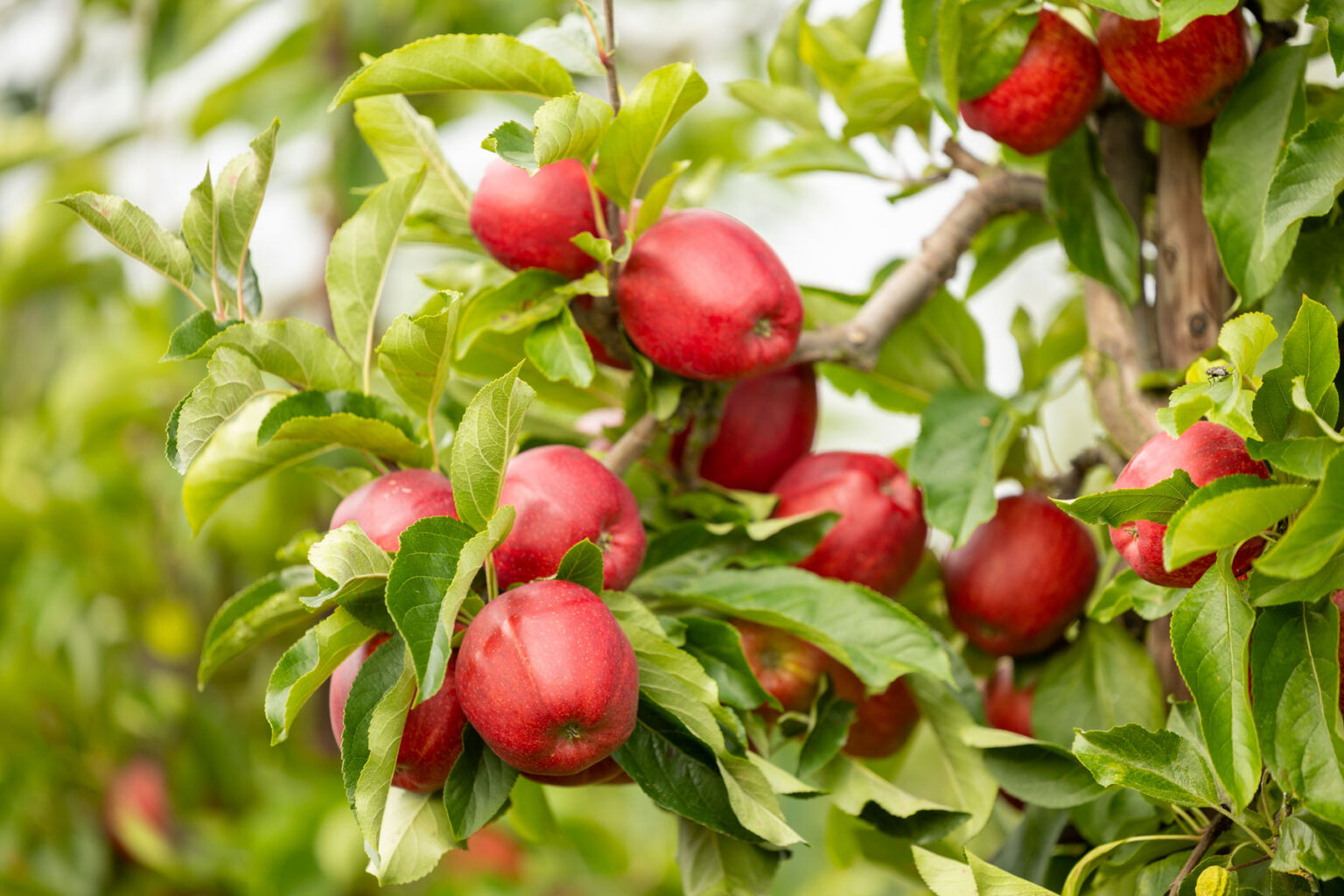Favourable Weather Means British Apple Season 2022 Has Started Early