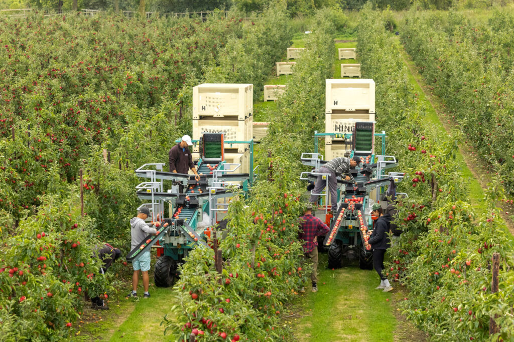 Two machines harvesting apples side by side