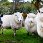 Sheep Inc., The Eco-Friendly Knitwear Brand Creating Warmth and Bringing Joy