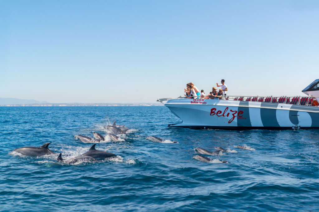 Guests excitedly photographing a pod of dolphins breaching the water
