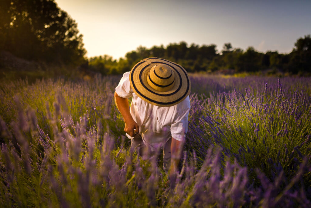 A man carefully working on sustainable practices in a lavender field