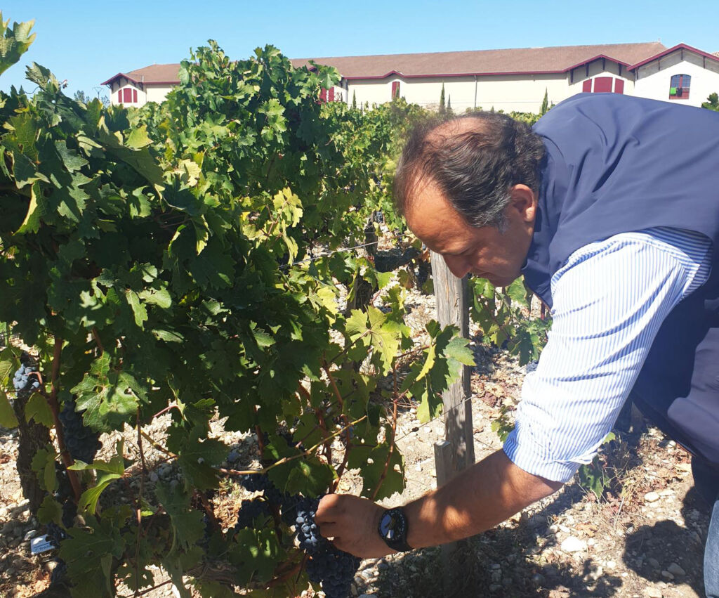 Selim inspecting a vine in a vineyard