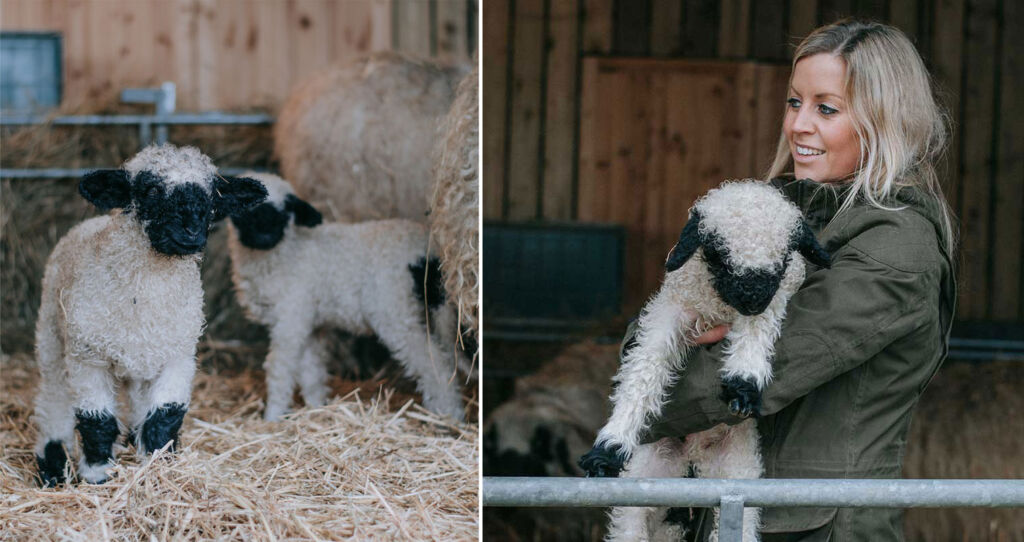 Tanya with Valais Blacknose lambs
