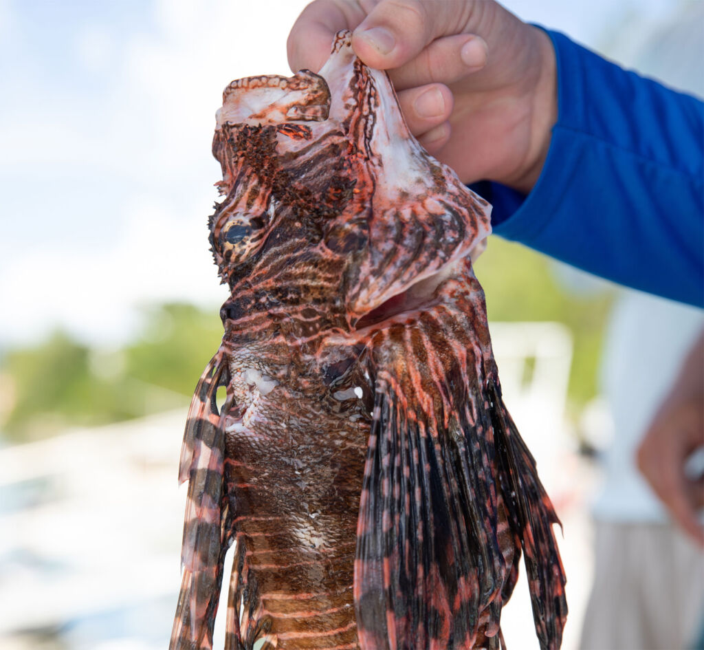 A man holding up a freshly caught Lion Fish