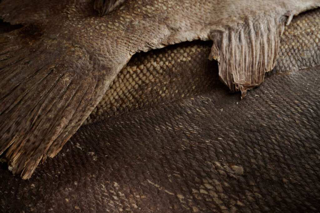 A close up view of the Braised Dried Giant Garoupa Skin 