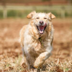 A happy Golden Retriever running in the countryside