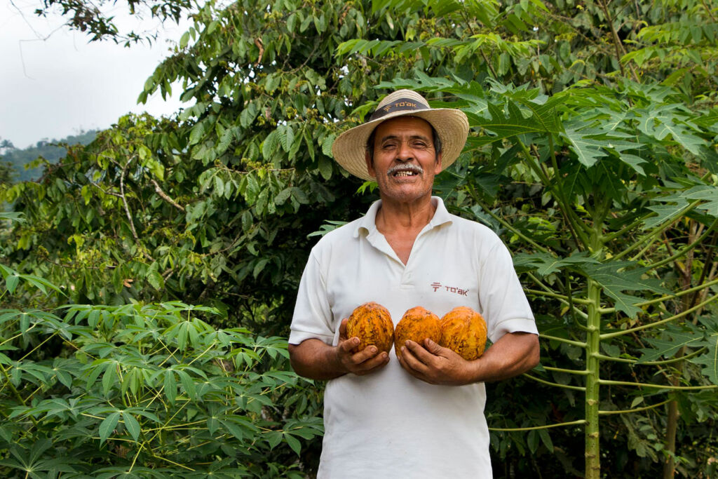  A member of the To'ak team holding freshly picked cacao pods