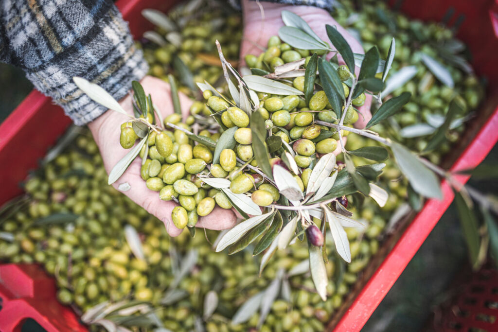 A man hold freshly picked olives in his hands