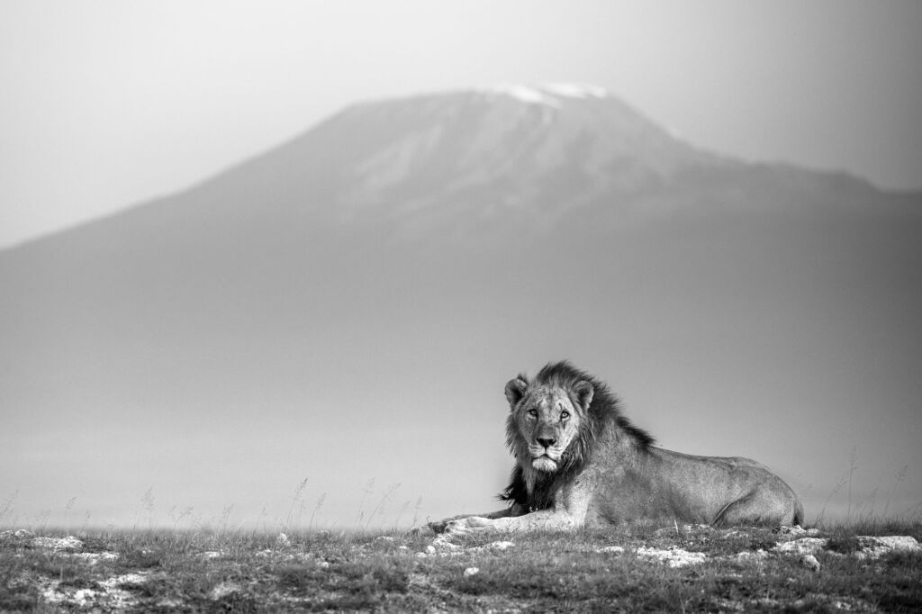 The King of the Mountain Artwork featuring a male lion in front of a snow capped peak