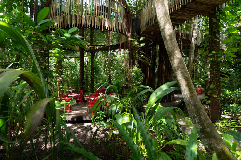 Treetop dining in the jungle