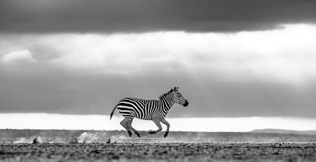 Racing Stripes features a Zebra running across the African plain