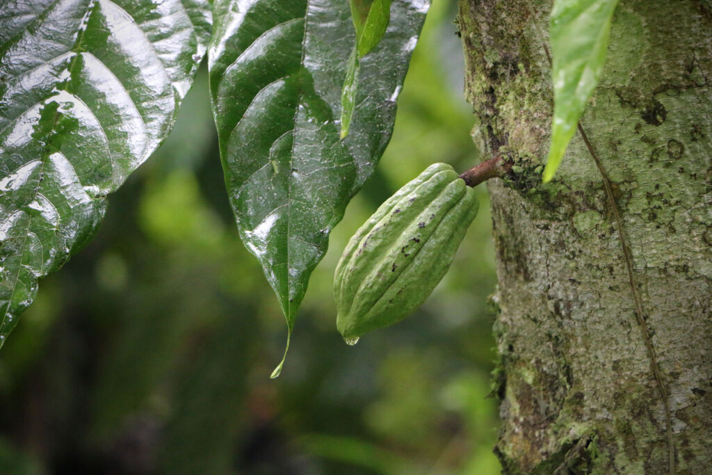 A young cacao pod hanging from a tree