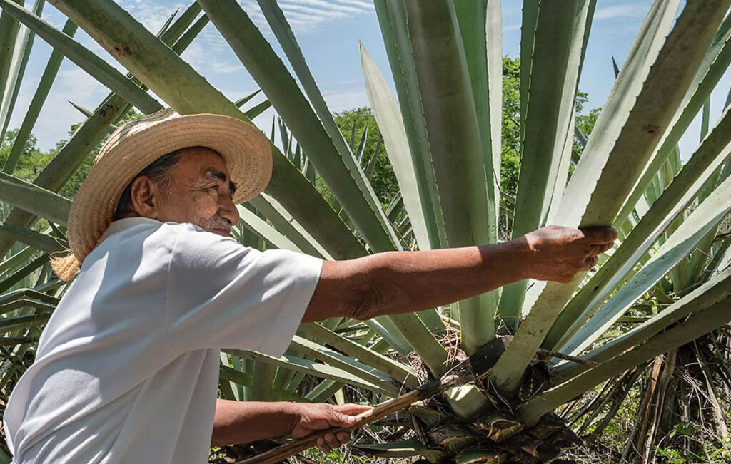 A worker handpicking agave piñas
