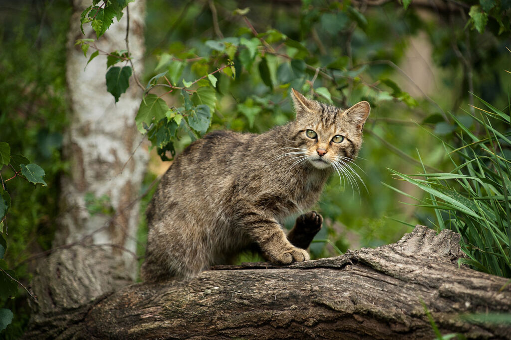A wildcat up in a tree