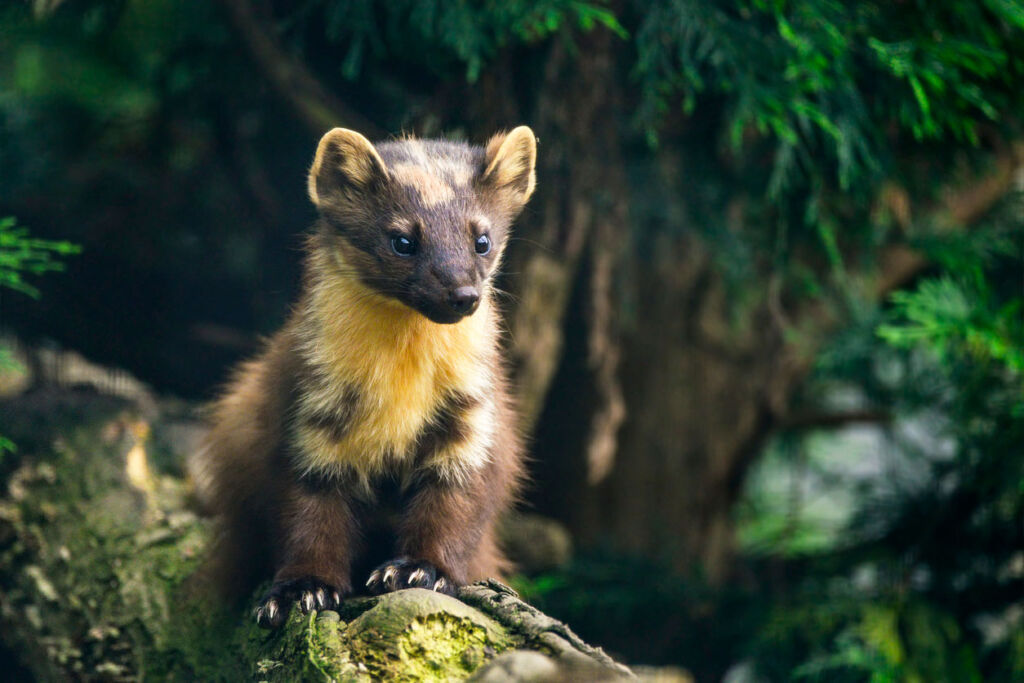 A Pine Marten watching the world from a branch