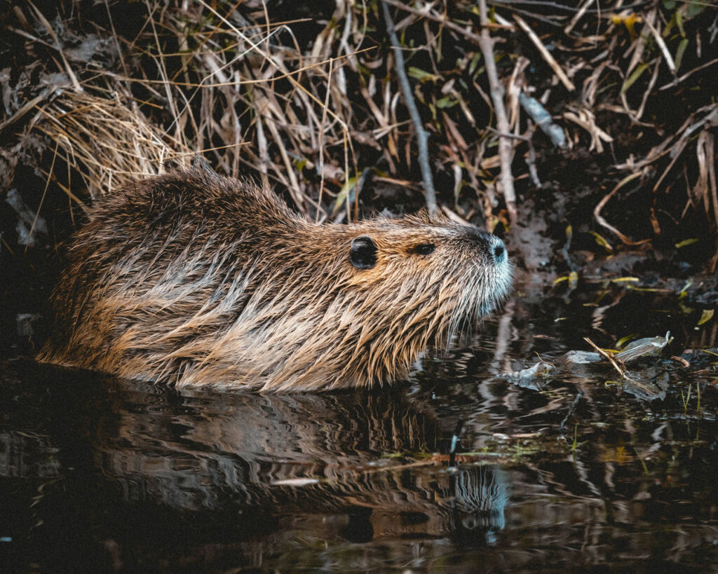 A Eurasian Beaver swimming a the river