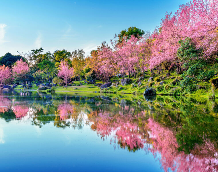 Okinawa Welcomes Japan's Earliest Cherry Blossom with Series of Events in 2023