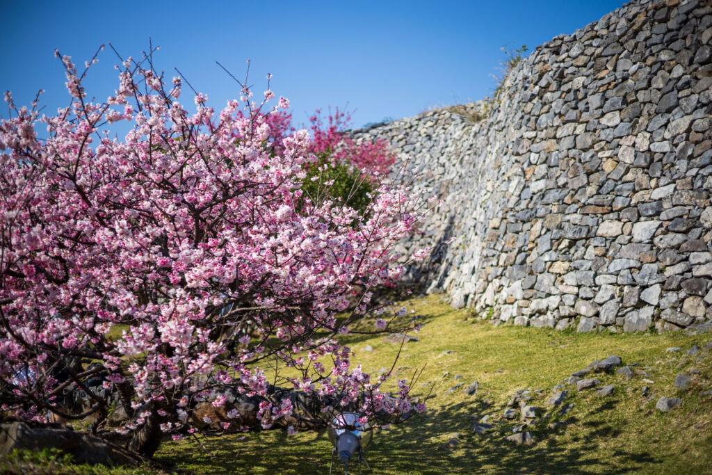 The blossoming trees next to the stone wall of the castle