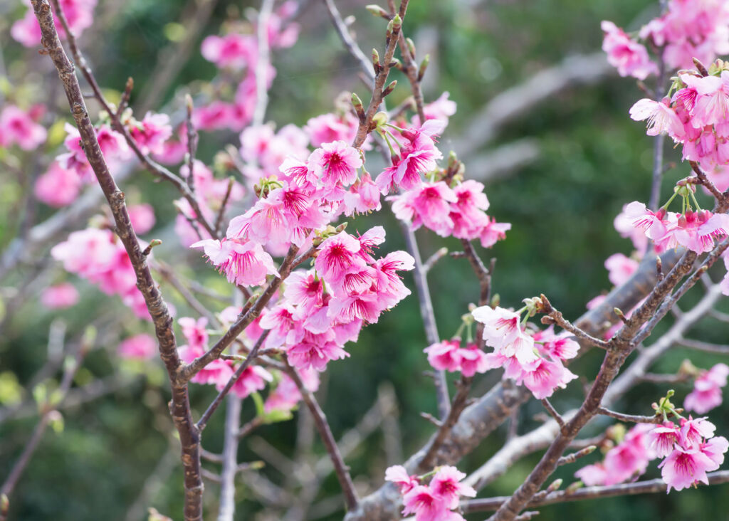 The dark pink petals on the Hikanzakura tree