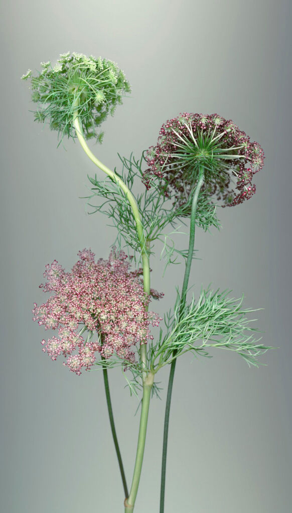Sandra Kantanen 'Bishop’s weed' 2022 pigment print 132 x 75 cm or 54.5 x 31.8 cm. Courtesy of Purdy Hicks LAF