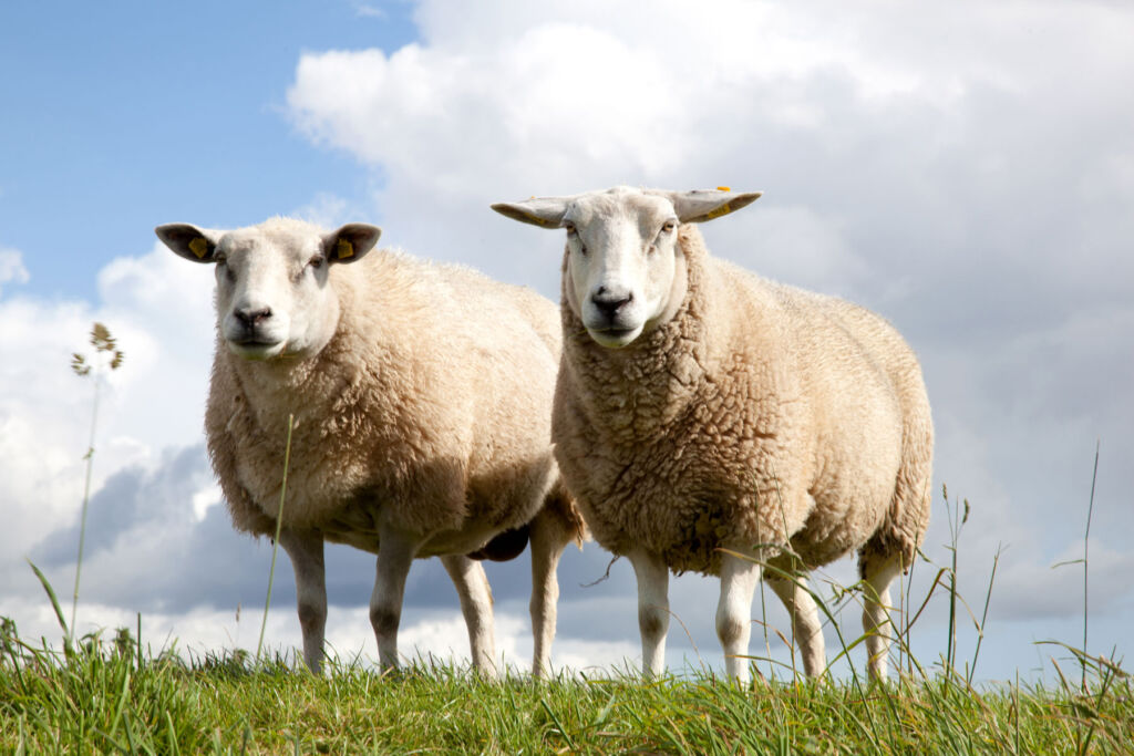 Two sheep side by side in a grassy field