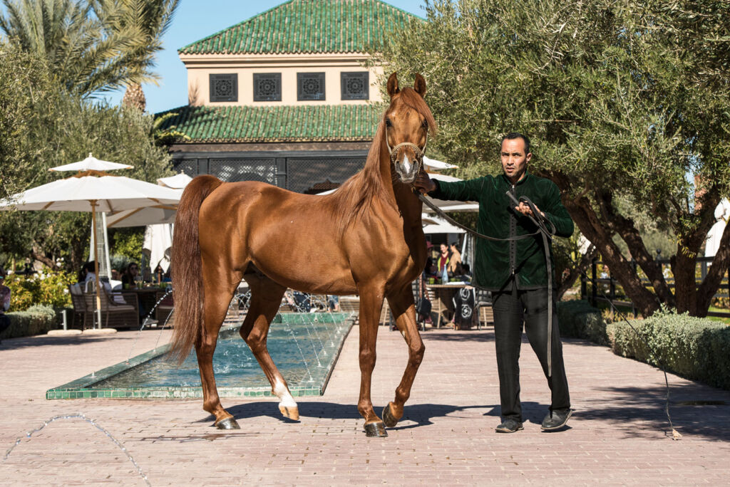 One of the Arabian horses with a trainer