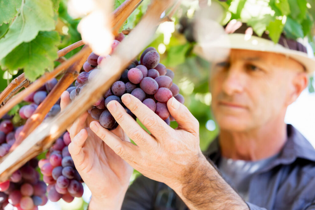 A man examining red grapes growing on a vine