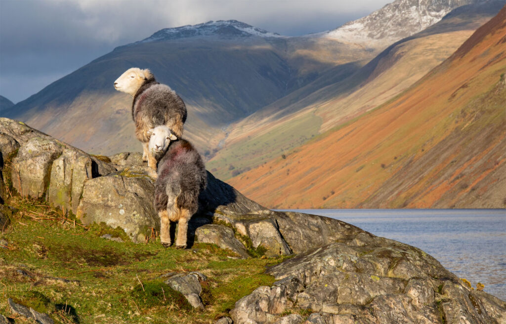 Sheep enjoying the sunshine whilst admiring the water